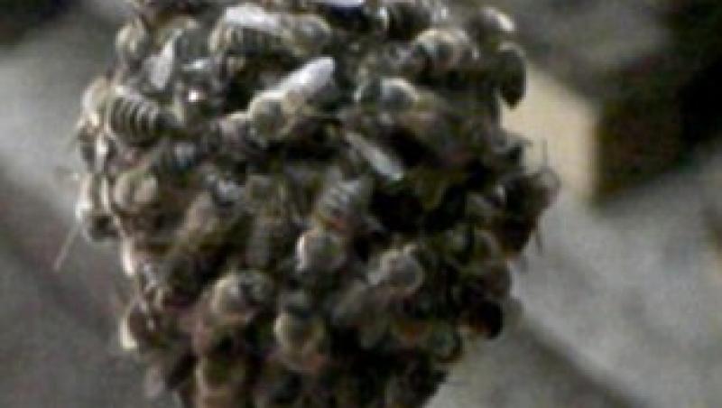 FOTO! Vezi cum este distrusa de albine viespea japoneza uriasa!