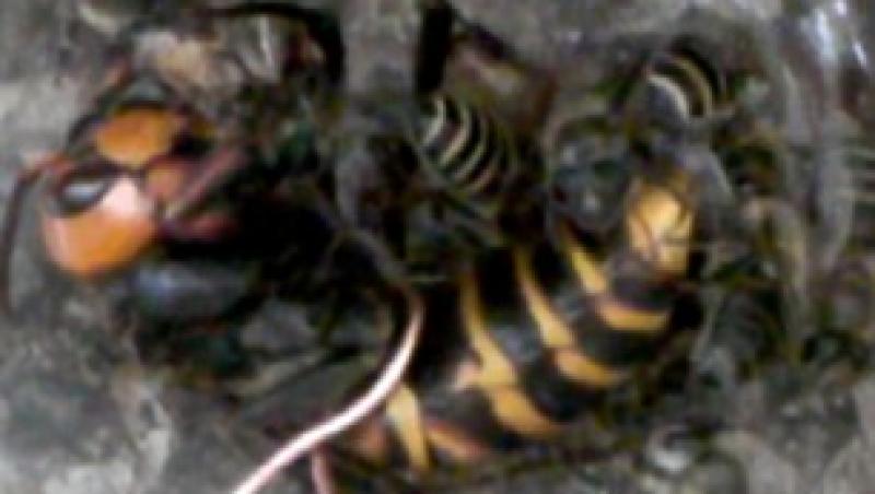FOTO! Vezi cum este distrusa de albine viespea japoneza uriasa!