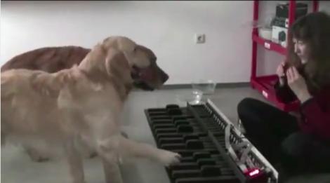 VIDEO! Asculta ce canta cainii pianisti!