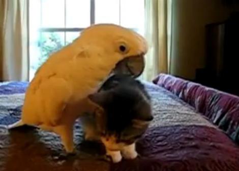 VIDEO! Vezi cum imblanzeste un papagal o pisica!