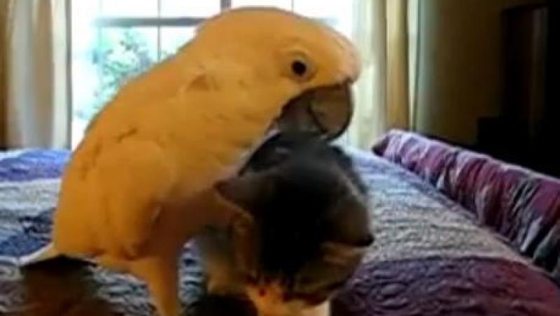 VIDEO! Vezi cum imblanzeste un papagal o pisica!