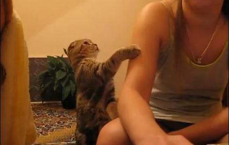 VIDEO! Vezi cum cere o pisica sa fie mangaiata!