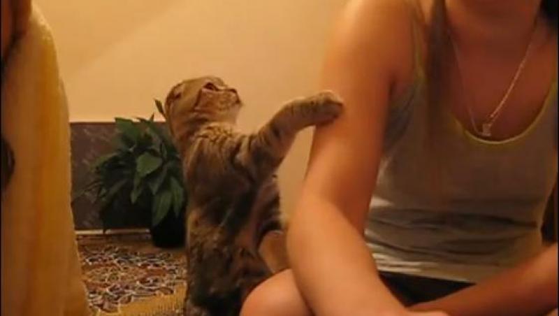VIDEO! Vezi cum cere o pisica sa fie mangaiata!