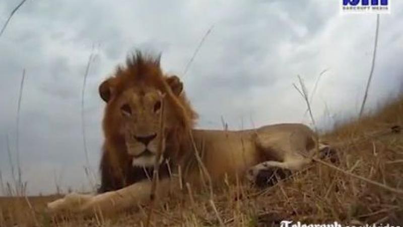 VIDEO! Vezi cum se comporta un leu indeaproape!