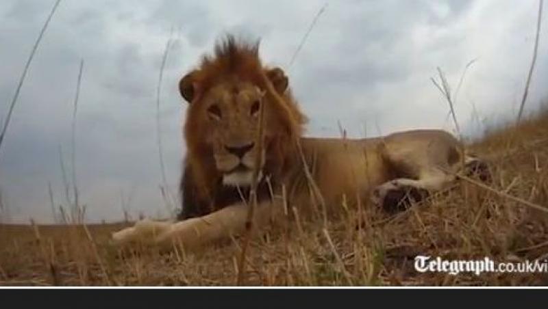 VIDEO! Vezi cum se comporta un leu indeaproape!