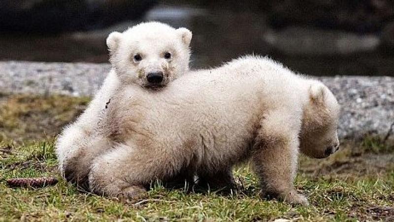 FOTO! Cei doi pui gemeni de urs polar si-au facut prima aparitie publica!