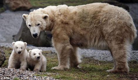 FOTO! Cei doi pui gemeni de urs polar si-au facut prima aparitie publica!