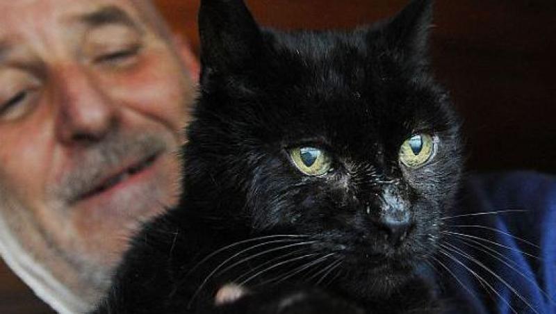 Marea Britanie: O pisica pierduta s-a intors acasa dupa 6 ani!