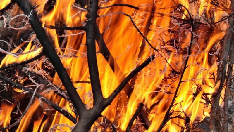 Incendiu de proportii in Gorj: 10 hectare de teren au luat foc
