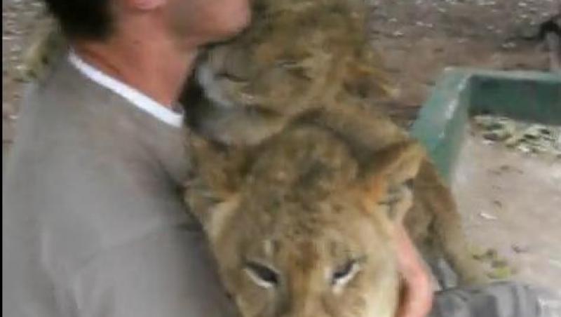 VIDEO! Imbratisari calduroase din partea unor pui de leu