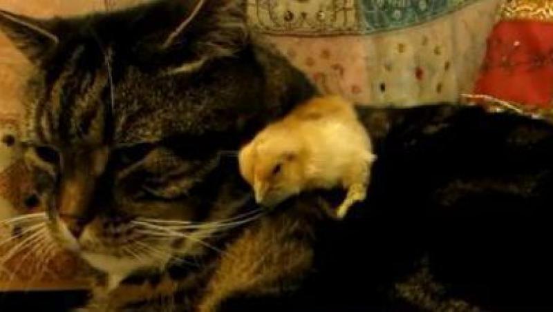 VIDEO! Adorabil: Un pui de gaina doarme pe o pisica
