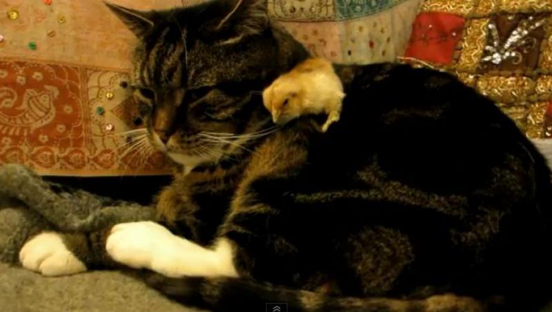 VIDEO! Adorabil: Un pui de gaina doarme pe o pisica