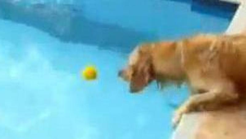 VIDEO! Vezi cum scoate cainele mingea din piscina!