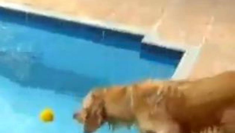 VIDEO! Vezi cum scoate cainele mingea din piscina!