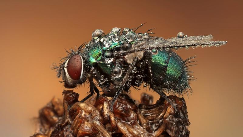 FOTO! Vezi imagini inedite din lumea insectelor!