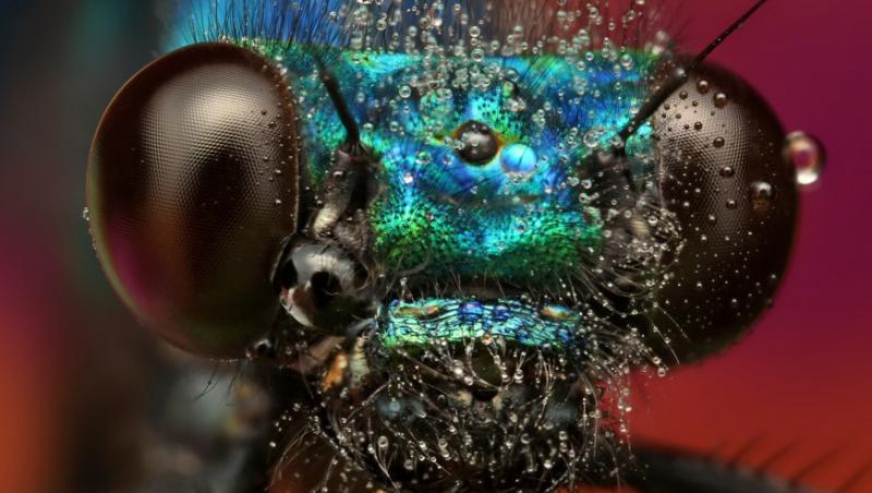 FOTO! Vezi imagini inedite din lumea insectelor!