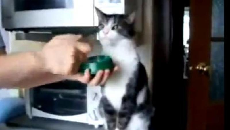 VIDEO! Vezi cat de repede poate o pisica sa manance!