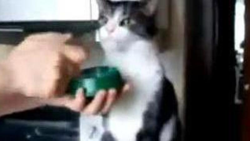 VIDEO! Vezi cat de repede poate o pisica sa manance!