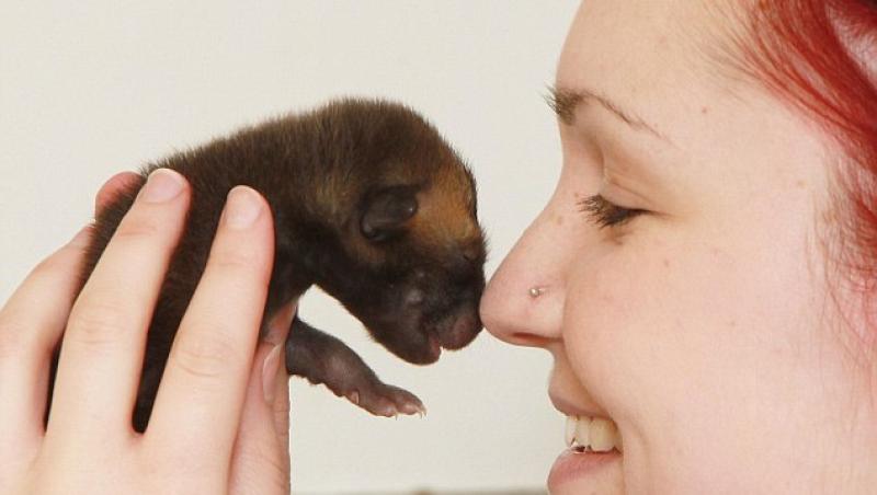 FOTO! El este unul dintre cei mai mici pui de vulpe din lume!