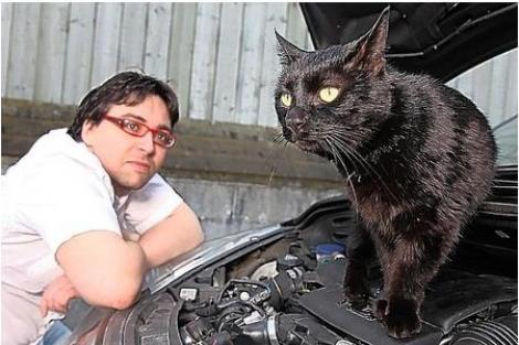 O pisica a stat ascunsa o saptamana in radiatorul unei masini