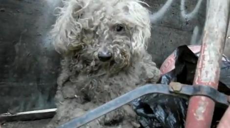 VIDEO EMOTIONANT! O catelusa oarba a fost salvata dintr-o groapa de gunoi