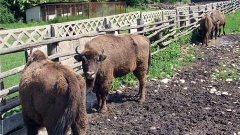 VIDEO! Dupa ce au fost eliberati, zimbrii din Parcul Natural “Vanatori” s-au intors acasa