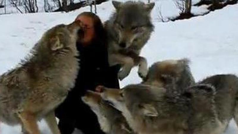 VIDEO ULUITOR! O haita de lupi a sarit pe o femeie!