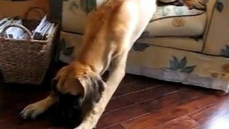 VIDEO! Vezi cel mai lenes caine din lume!