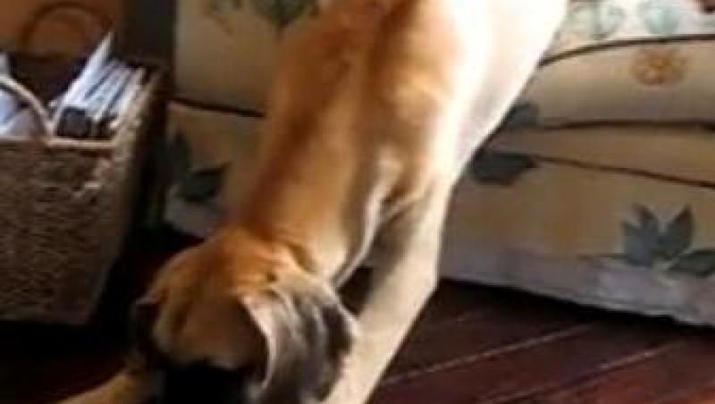 VIDEO! Vezi cel mai lenes caine din lume!