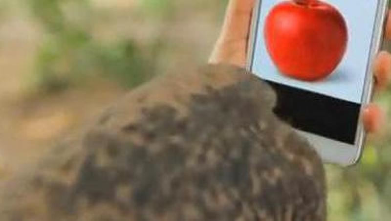 VIDEO! Vezi cum foloseste un elefant smartphone-ul!