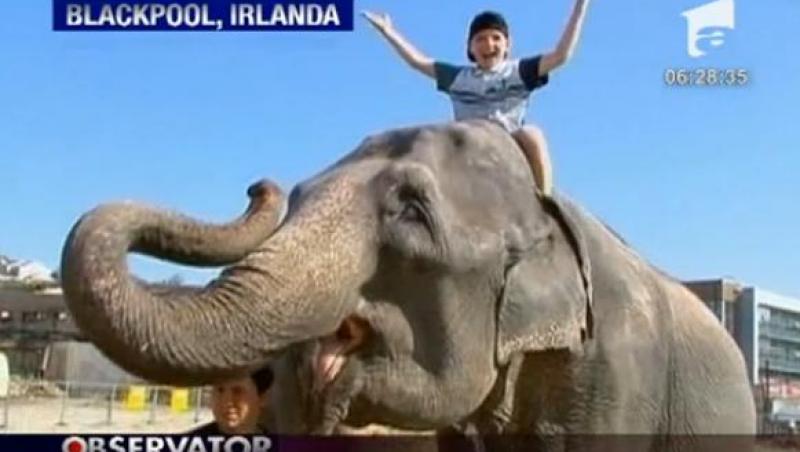 VIDEO! Irlanda: Un elefant a evadat de la circ