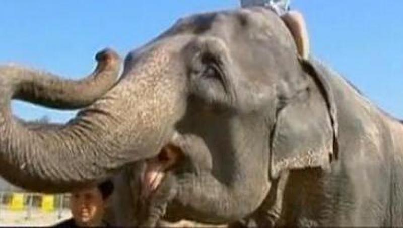 VIDEO! Irlanda: Un elefant a evadat de la circ