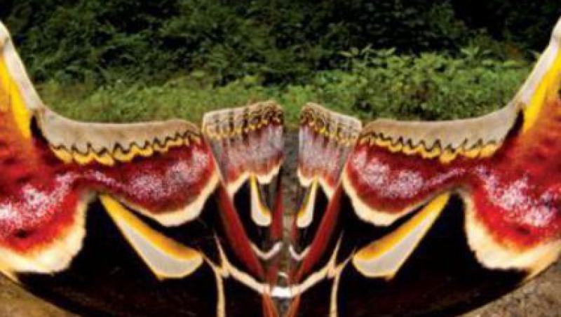 Ea este Atlas, cea mai mare molie din lume!