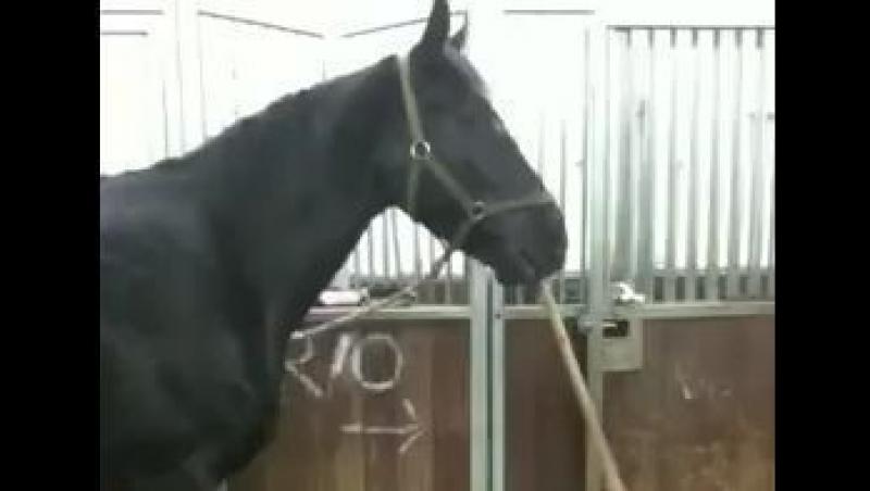 VIDEO! Un cal da cu matura in grajd! Tu ai mai vazut asa ceva?