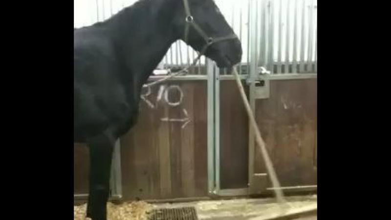 VIDEO! Un cal da cu matura in grajd! Tu ai mai vazut asa ceva?