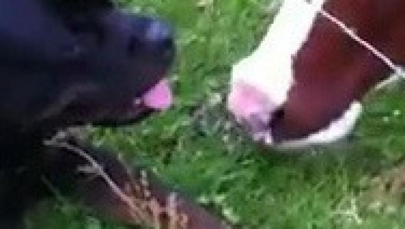 VIDEO! Dragoste mare intre un caine si... patru vaci