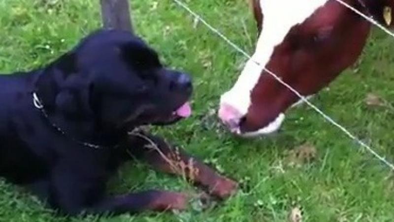VIDEO! Dragoste mare intre un caine si... patru vaci