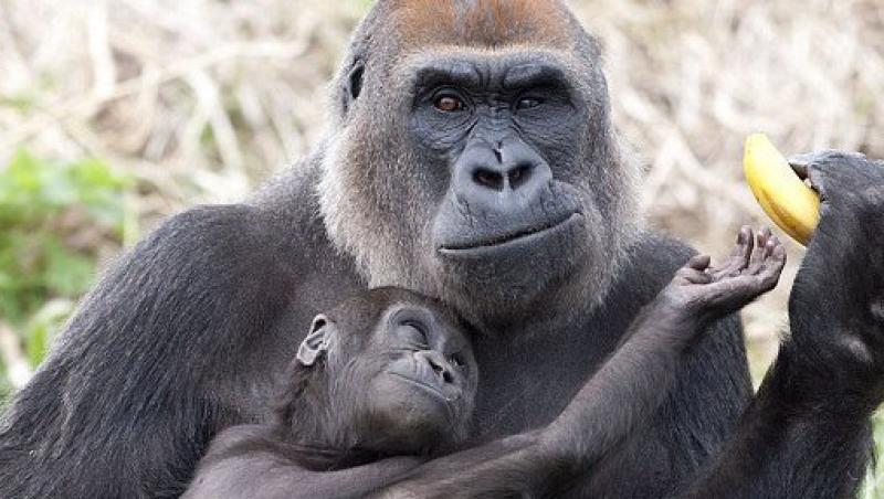 O gorila tafnoasa nu a vrut sa-si imparta banana cu puiul ei