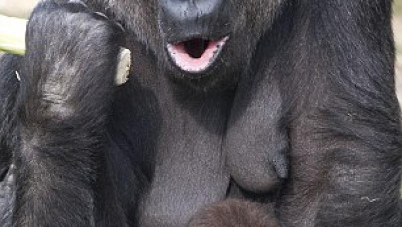 O gorila tafnoasa nu a vrut sa-si imparta banana cu puiul ei