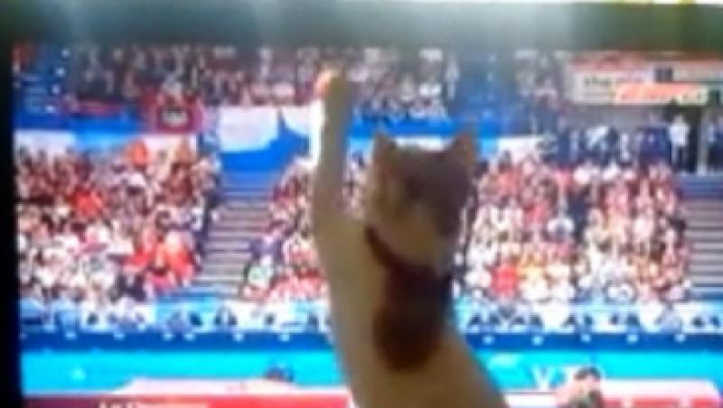VIDEO! O pisica face gimnastica in fata televizorului