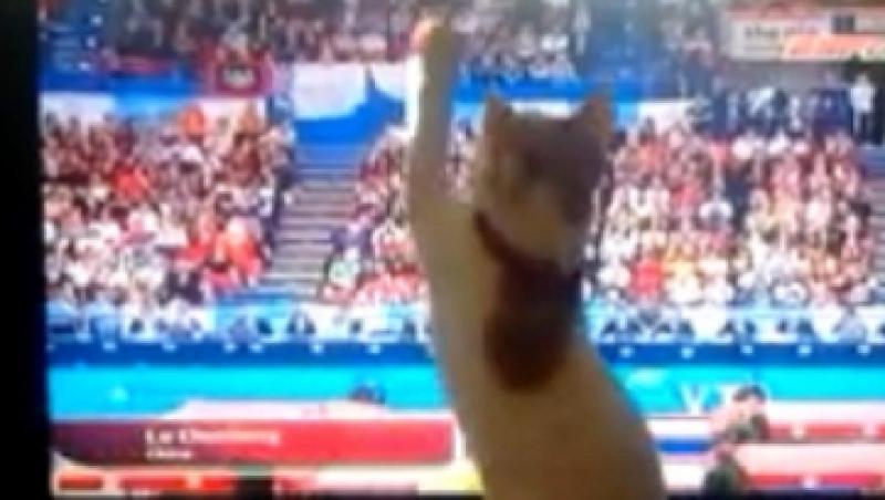 VIDEO! O pisica face gimnastica in fata televizorului