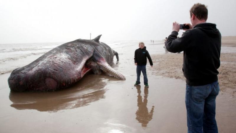 FOTO! Un casalot urias a fost gasit pe o plaja din Marea Britanie