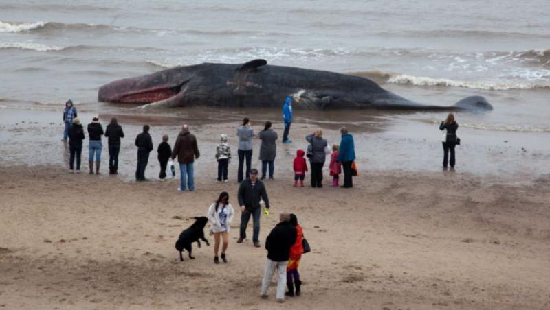 FOTO! Un casalot urias a fost gasit pe o plaja din Marea Britanie