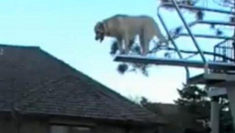 VIDEO! Vezi cainele care sare de pe trambulina!