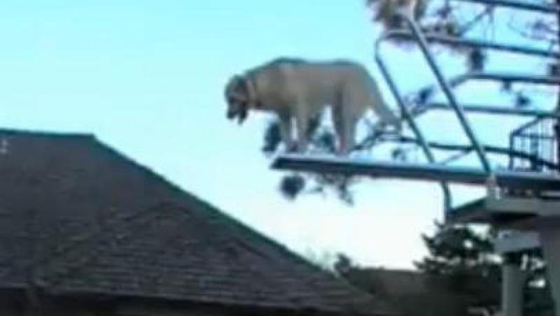 VIDEO! Vezi cainele care sare de pe trambulina!