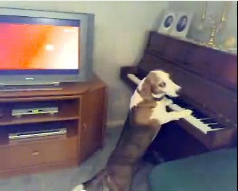 VIDEO! Vezi ce bine canta la pian cainele Runty!