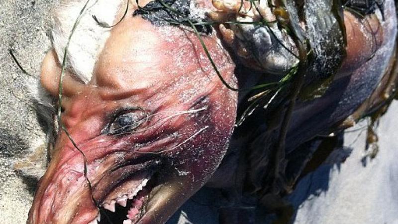 FOTO! O creatura inspaimantatoare a fost gasita pe plaja din San Diego