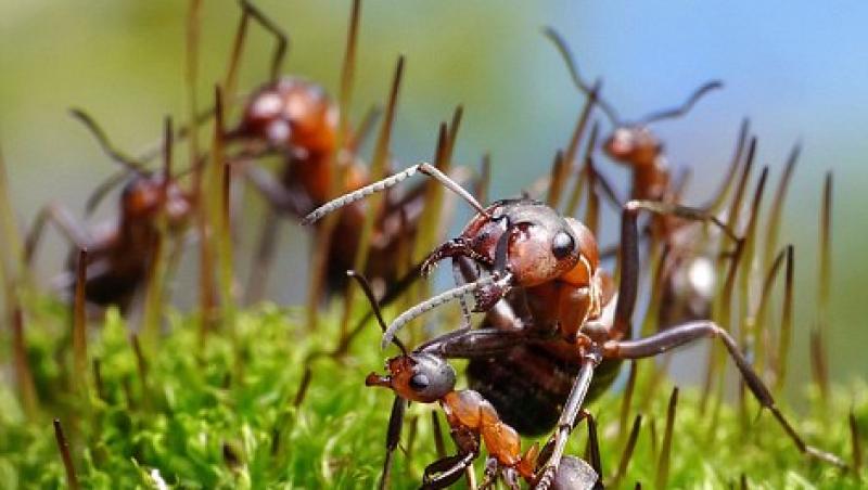 FOTO! Un fotograf a creat o lume de vis, numai cu furnici