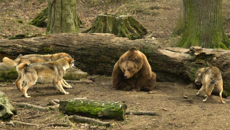 FOTO ULUITOR! Lupta dintre un urs si o haita de lupi!