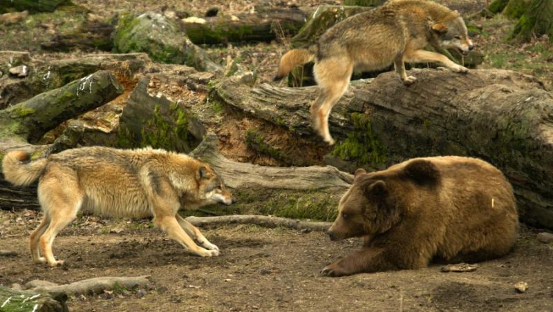 FOTO ULUITOR! Lupta dintre un urs si o haita de lupi!